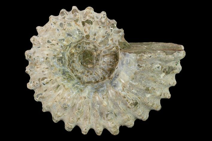 Bumpy Ammonite (Douvilleiceras) Fossil - Madagascar #134164